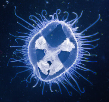 Craspedacusta sowerbii or peach blossom jellyfish
