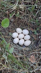 eggs in the grass