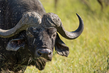 A Cape buffalo bull in close up portrait showing its sweeping horns and the thousands of flies swarming around it against a grassland background in the Kruger National Park in South Africa.