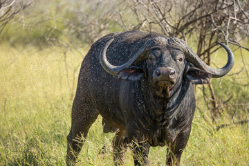 A Cape buffalo bull with magnificently curving horns stares suspiciously and irritably because of...