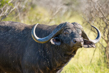A Cape buffalo bull with beautiful sweeping horns sniffs the air suspiciously and with some irritation because of the blackflies buzzing around him in a game reserve in South Africa.