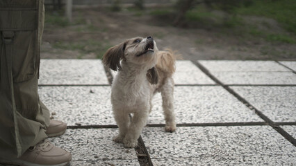 Portrait of a Shih Tzu Dog