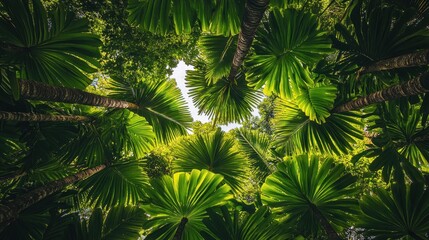 Fototapeta premium Looking Up into Lush Tropical Rainforest Canopy