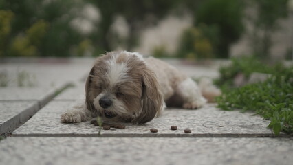Portrait of a Shih Tzu Dog