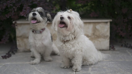 Beautiful Shih Tzu Terrier and Shih Tzu Maltese
