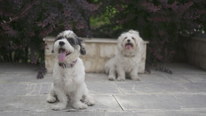 Beautiful Shih Tzu Terrier and Shih Tzu Maltese