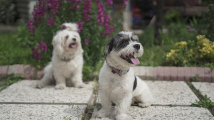 Beautiful Shih Tzu Terrier and Shih Tzu Maltese