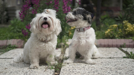 Beautiful Shih Tzu Terrier and Shih Tzu Maltese