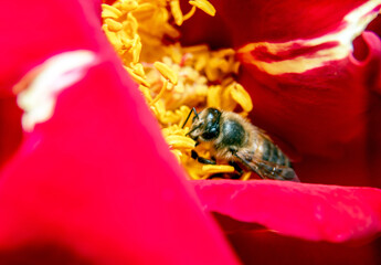 macro shot bee on red rose flower