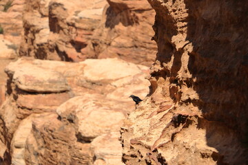 Birdwatching in Dana Biosphere Reserve, Jordan: Tristram's starling (Onychognathus tristramii, Tristramstar) in the rocky desert