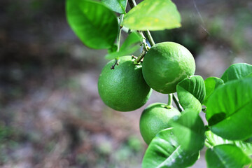 真夏のミカンの木