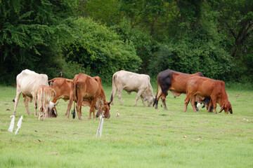 A herd of cows is grazing in a green meadow.