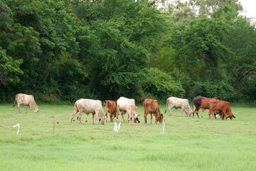 Naklejka premium A herd of cows is grazing in a green meadow.