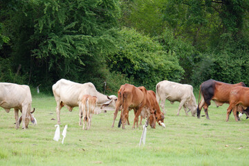 Obraz premium A herd of cows is grazing in a green meadow.