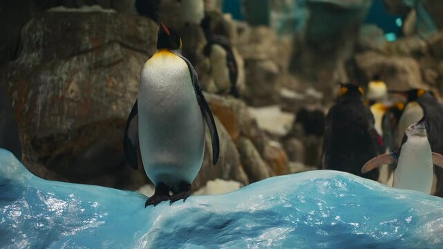 king royal penguin family at loro park zoo, Tenerife, Canary island
