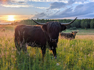 Scottish Highland cattle on pasture at sunset, near Jeziorany, Warmia, Poland