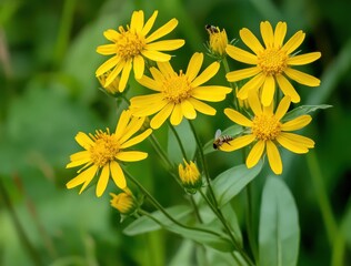 Fototapeta premium yellow dandelion flowers in full bloom, surrounded by lush green leaves and other wildflowers