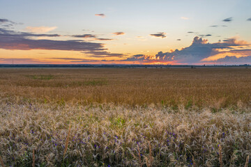 Obraz premium A stunning dusk view featuring expansive golden fields and a vibrant sunset sky filled with clouds reflecting warm hues.