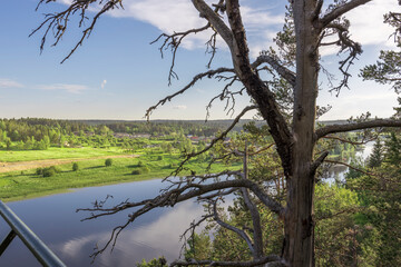 A tree with no leaves is standing next to a river