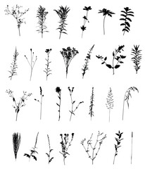 Vector Botanical set of Herbs and Wild Flowers. Hand drawn floral elements silhouette.