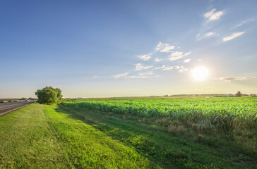 A field of green corn with a tree in the background