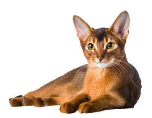 beautiful relaxed abyssinian cat breed on a isolated on white backgroun. Generative AI.