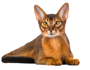 beautiful relaxed abyssinian cat breed on a isolated on white backgroun. Generative AI.
