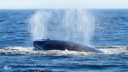 Fototapeta premium A blue whale surfacing to breathe, its massive blowhole creating a powerful spout of water.