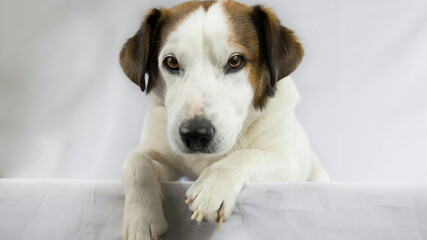 Understanding the Characteristics, Behavior, and Care Needs of This Energetic Breed