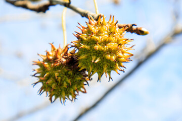 close-up view of  sweetgum tree seeds hanging down on the bare branches 