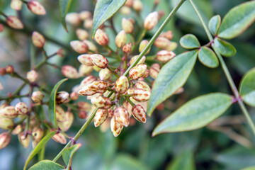 close up view of seeds and leaves of the plant