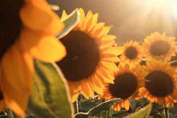 夕日に照らされるひまわりとミツバチ