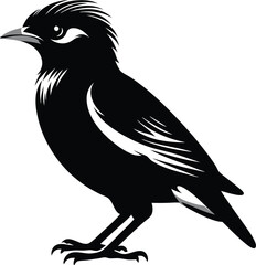 Myna silhouette Bird vector