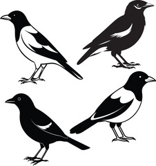 Myna silhouette Bird Set Vector