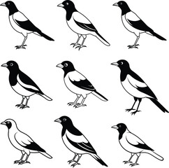 Myna silhouette Bird Set Vector
