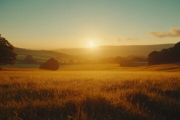 Fototapeta premium Golden Hour Field at Sunset