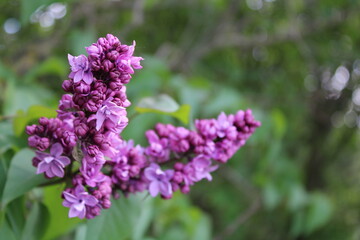Obraz premium Delicate lilac with emerald leaves in purple tones and green elements on the background