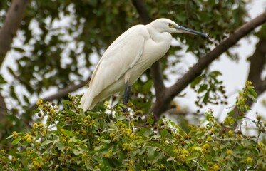 alert white heron standing on a tree branch