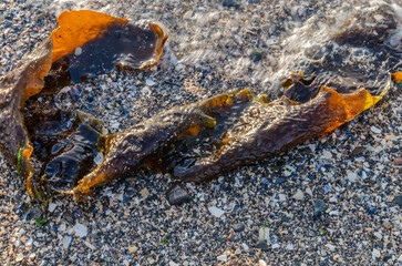 Sugar Kelp lying on the beach at Seapark County Down Northern Ireland as the tide is coming in