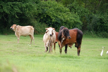 A herd of cows is grazing in a green meadow.