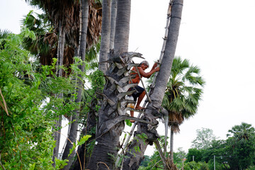 Palm Tree Climbers Pick Fresh Sugar.