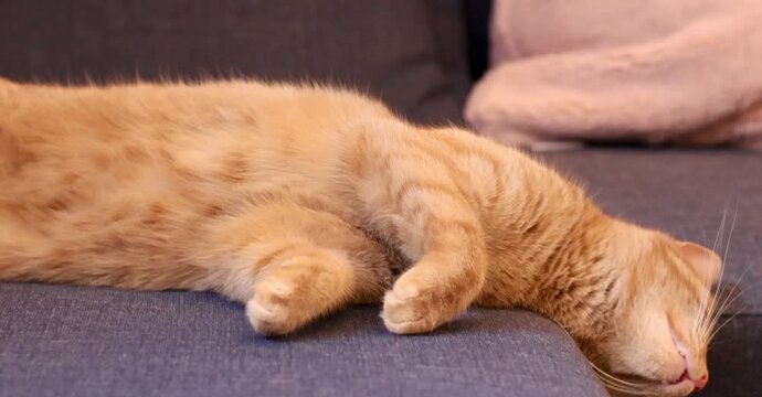 Young ginger cat lounging on the sofa