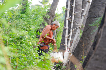 An old man is climbing a palm tree to collect fresh palm sugar to make palm sugar.