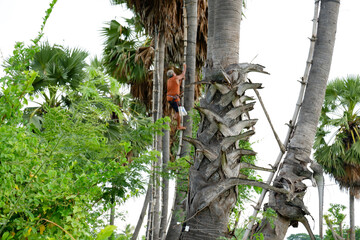 An old man is climbing a palm tree to collect fresh palm sugar to make palm sugar.