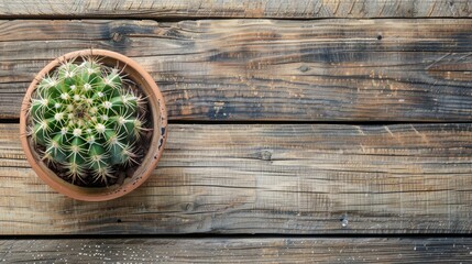Cactus on wooden surface