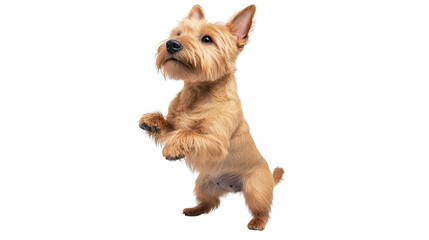 3D realistic of Scottish Terrier standing on hind legs
