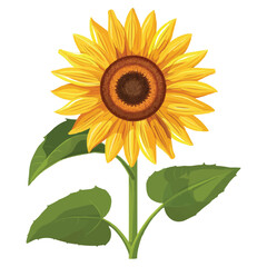 Obraz premium Sunflower vector isolated on white background