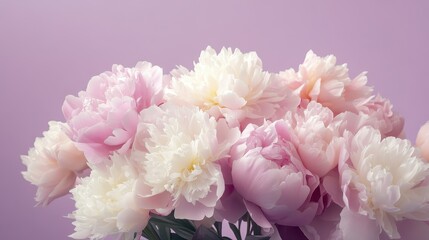 Obraz premium A beautiful bouquet of pink and white peonies against a soft purple background.