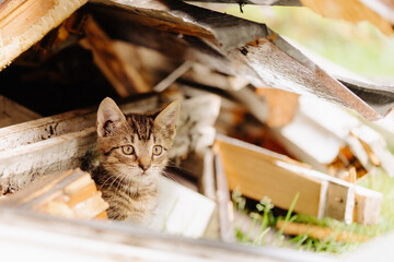 cat, kitten, cat session, garden © TomaszGwóźdźFoto