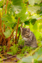 cat, kitten, cat session, garden © TomaszGwóźdźFoto